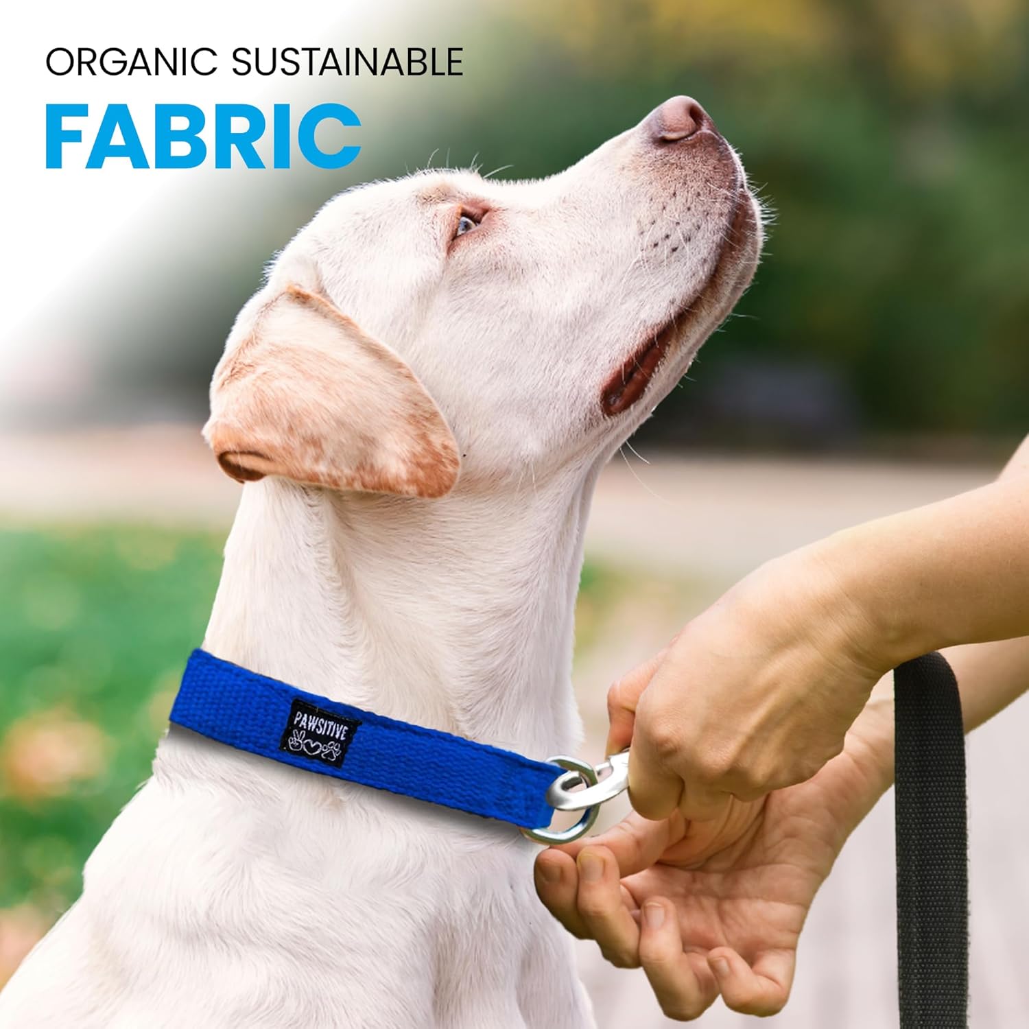 Pawsitive Hemp Collar - Hypoallergenic, Soft Organic Collar for Dogs with Sensitive Skin (Large, Green)