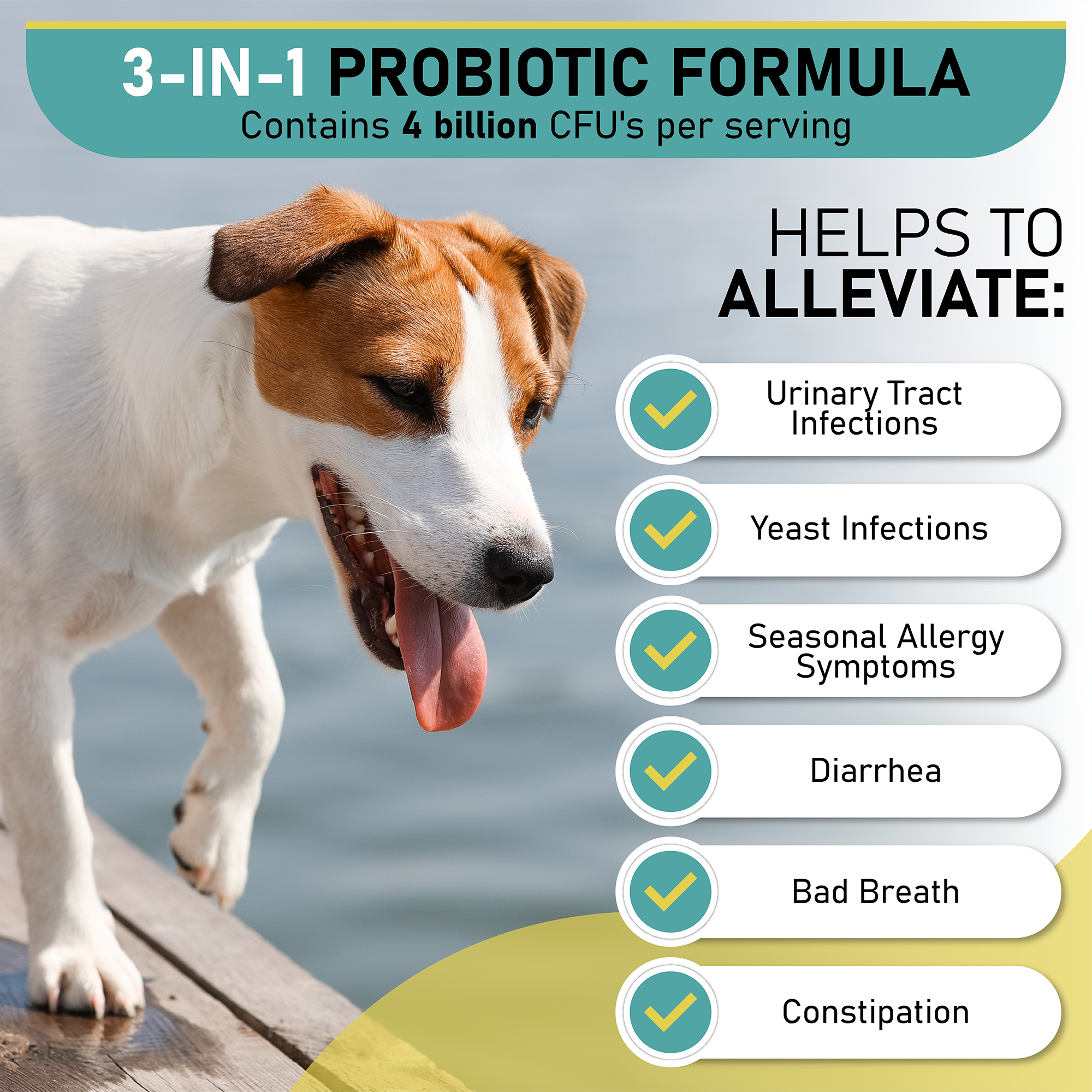 Do Probiotics Give Dogs Diarrhea
