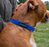 Classic Colors Hemp Adjustable Dog Collar