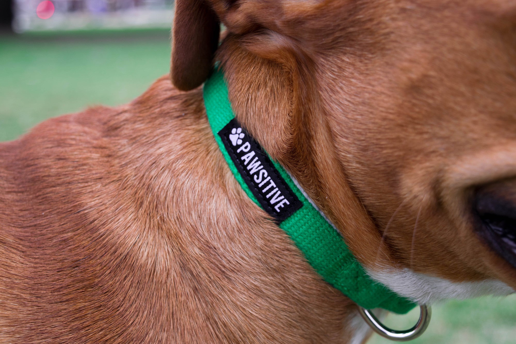 Classic Colors Hemp Adjustable Dog Collar - Gracie To The Rescue